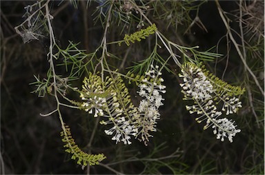 APII jpeg image of Grevillea subtiliflora  © contact APII