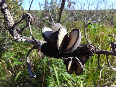 APII jpeg image of Banksia aemula  © contact APII