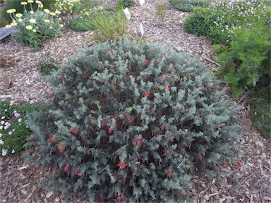 APII jpeg image of Grevillea 'Sea Spray'  © contact APII