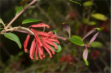 APII jpeg image of Grevillea phillipsiana  © contact APII