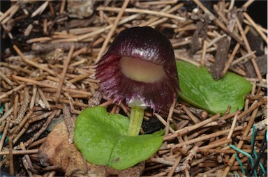 APII jpeg image of Corybas dilatatus  © contact APII