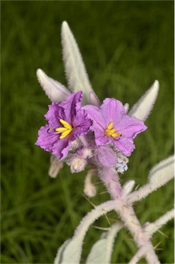 APII jpeg image of Solanum lithophilum  © contact APII