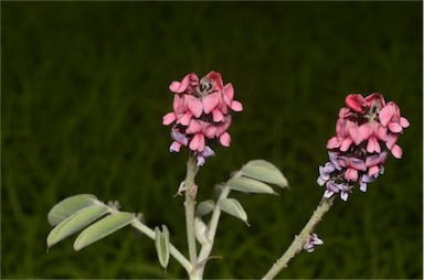 APII jpeg image of Indigofera basedowii  © contact APII