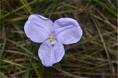 APII jpeg image of Patersonia glabrata  © contact APII