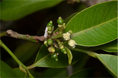 APII jpeg image of Glycosmis trifoliata  © contact APII