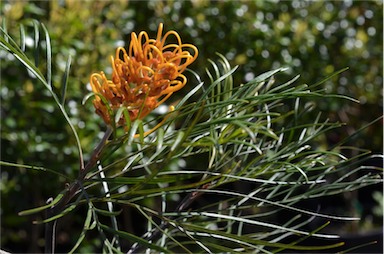 APII jpeg image of Grevillea 'Sunset Bronze'  © contact APII