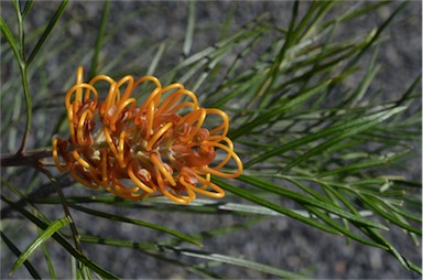 APII jpeg image of Grevillea 'Sunset Bronze'  © contact APII