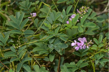 APII jpeg image of Indigofera australis  © contact APII