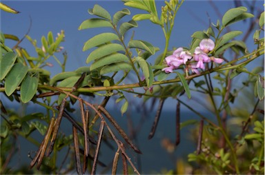 APII jpeg image of Indigofera australis  © contact APII