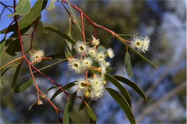 APII jpeg image of Eucalyptus melliodora  © contact APII