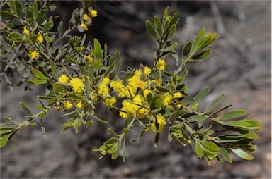 APII jpeg image of Acacia montana  © contact APII