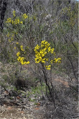 APII jpeg image of Acacia mariae  © contact APII