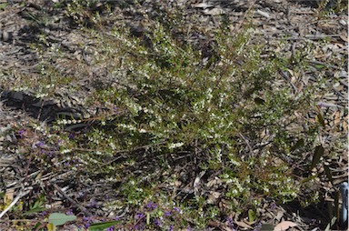 APII jpeg image of Logania albiflora  © contact APII