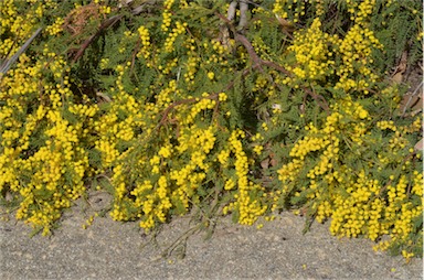 APII jpeg image of Acacia cardiophylla 'Gold Lace'  © contact APII