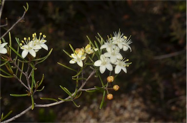 APII jpeg image of Phebalium filifolium  © contact APII