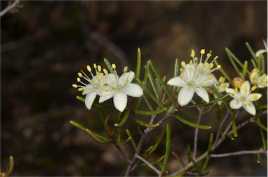 APII jpeg image of Phebalium filifolium  © contact APII