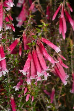 APII jpeg image of Epacris 'Pan Pipes'  © contact APII