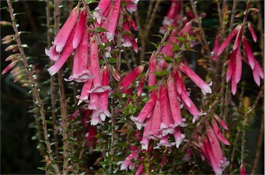 APII jpeg image of Epacris 'Pan Pipes'  © contact APII