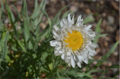 APII jpeg image of Leucochrysum 'Paper Doll'  © contact APII