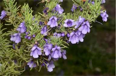 APII jpeg image of Prostanthera teretifolia  © contact APII