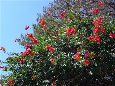 APII jpeg image of Campsis radicans  © contact APII