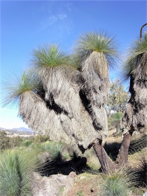 APII jpeg image of Xanthorrhoea glauca subsp. angustifolia  © contact APII