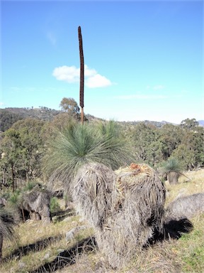 APII jpeg image of Xanthorrhoea glauca subsp. angustifolia  © contact APII