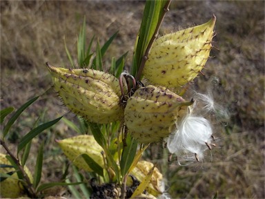 APII jpeg image of Gomphocarpus fruticosus  © contact APII