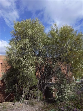 APII jpeg image of Hakea macraeana  © contact APII