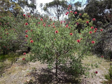 APII jpeg image of Kunzea baxteri  © contact APII