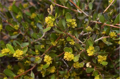 APII jpeg image of Dodonaea bursariifolia  © contact APII