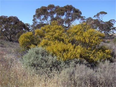 APII jpeg image of Acacia halliana  © contact APII