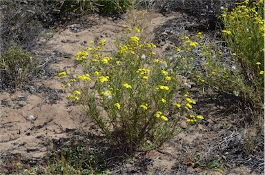 APII jpeg image of Senecio spanomerus  © contact APII