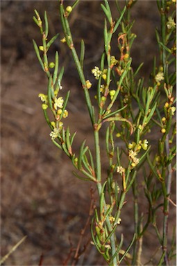 APII jpeg image of Muehlenbeckia diclina subsp. diclina  © contact APII