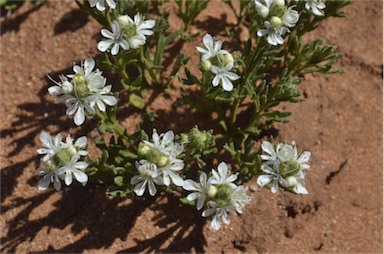 APII jpeg image of Teucrium sessiliflorum  © contact APII