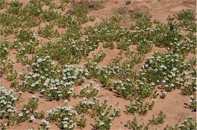 APII jpeg image of Teucrium sessiliflorum  © contact APII