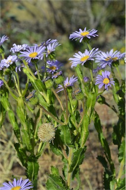 APII jpeg image of Olearia rudis  © contact APII