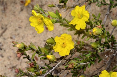 APII jpeg image of Hibbertia riparia  © contact APII