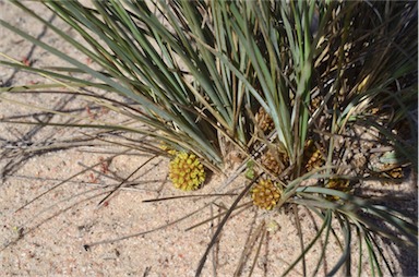 APII jpeg image of Lomandra collina  © contact APII