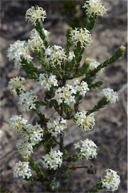 APII jpeg image of Pimelea glauca  © contact APII