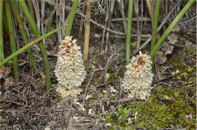 APII jpeg image of Lomandra juncea  © contact APII