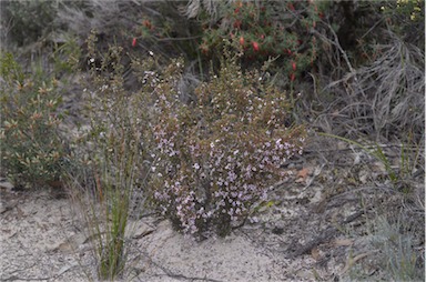 APII jpeg image of Baeckea crassifolia  © contact APII