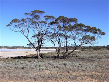 APII jpeg image of Eucalyptus gracilis  © contact APII