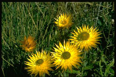 APII jpeg image of Xerochrysum subundulatum  © contact APII