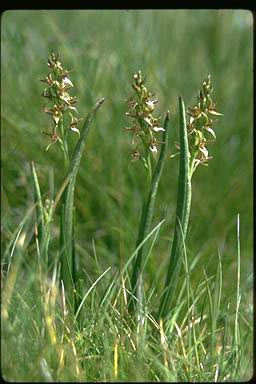 APII jpeg image of Prasophyllum alpinum  © contact APII