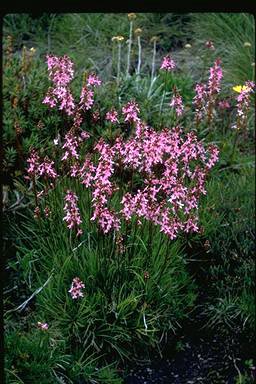 APII jpeg image of Stylidium graminifolium  © contact APII