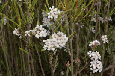 APII jpeg image of Leucopogon virgatus var. virgatus  © contact APII