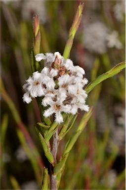 APII jpeg image of Leucopogon virgatus var. virgatus  © contact APII