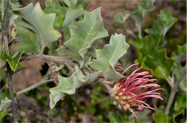 APII jpeg image of Grevillea aquifolium  © contact APII