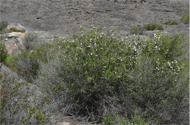 APII jpeg image of Leptospermum turbinatum  © contact APII